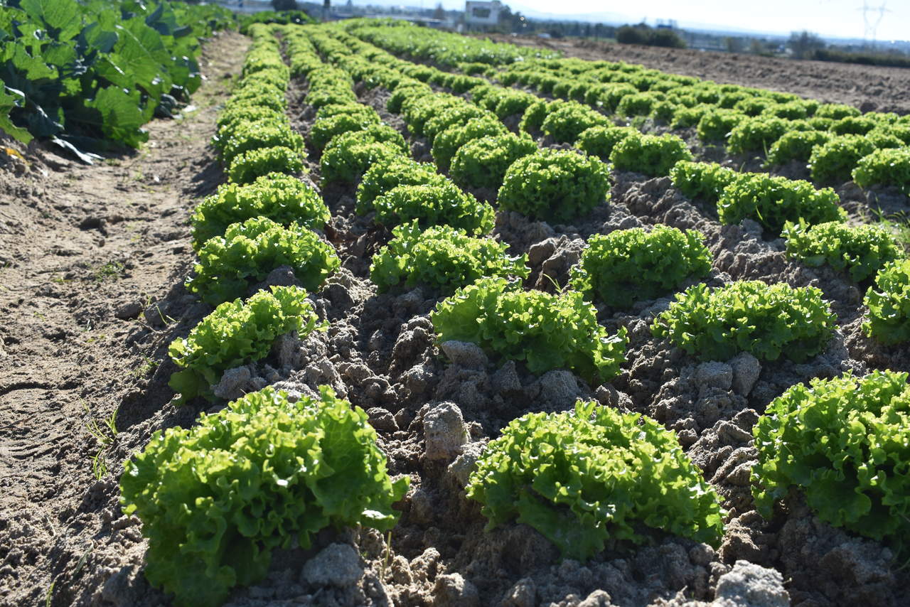 Vinha do castanheiro